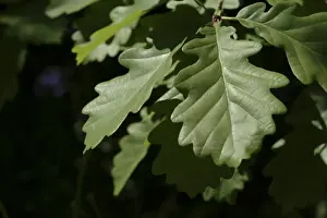 Fagaceae Prints: Quercus robur, oak