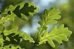 Quercus Gallery: Quercus robur, oak leaves