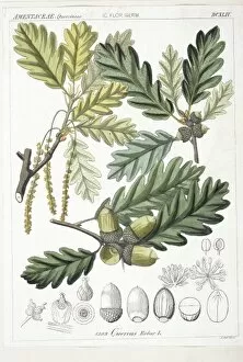 Acorn Gallery: Quercus robur, oak tree