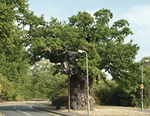 Rosid Gallery: Quercus sp. crouch oak