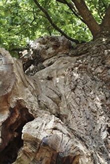 Quercus sp., crouch oak
