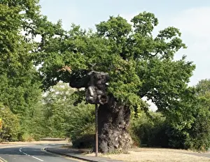 Quercus sp. crouch oak