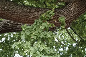 Quercus sp. crouch oak