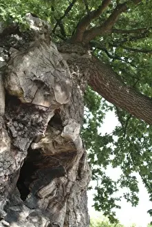 Quercus sp. crouch oak