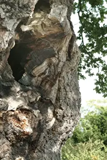 Quercus sp. crouch oak