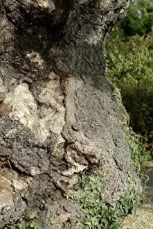 Quercus sp. crouch oak