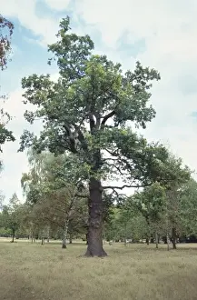 Quercus sp. oak
