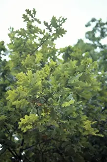 Quercus sp. oak