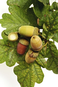 Acorn Gallery: Quercus sp. oak