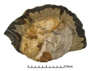 Quercus sp. oak