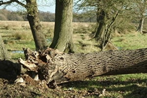 Quercus sp., oak