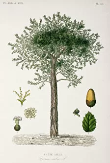 Eudicot Collection: Quercus suber, cork oak