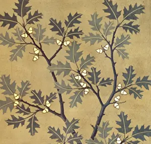 Quercus tinctoria, black oak