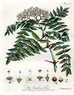Quicken Tree