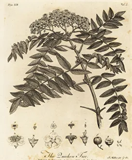 Quicken tree, Sorbus aucuparia