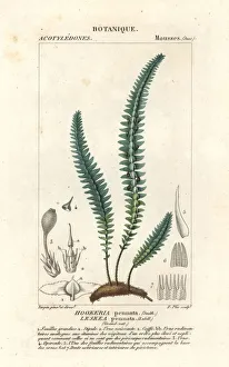 Dizionario Gallery: Quill moss or false fern moss, Cyathophorum bulbosum