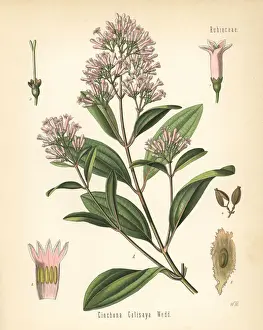 Adolph Prints: Quina, Cinchona calisaya