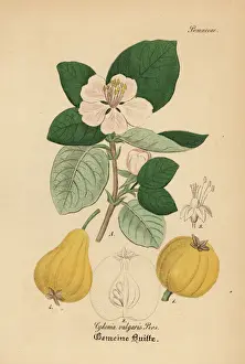 Cydonia Prints: Quince, Cydonia oblonga