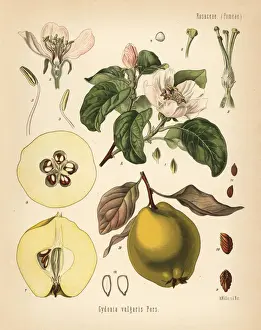 Quince, Cydonia oblonga