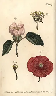 Cydonia Prints: Quince flower, Cydonia oblonga, and poppy