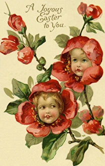 Quince flower faces Quince flower faces