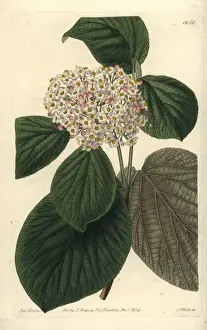 Sydenhamedwards Prints: Quince-leaved wayfaring tree, Viburnum cotinifolium