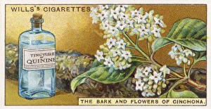 Medicines Collection: QUININE