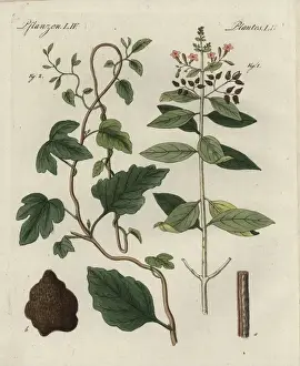 Bilderbuchfurkinder Prints: Quinine bark tree, Cinchona officinalis