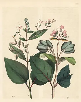 Bark Prints: Quinine and red quinine bark trees