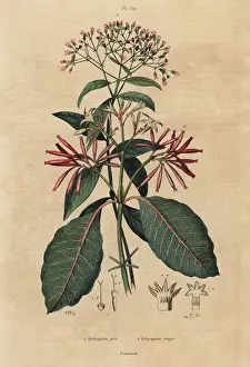 Dhistoire Prints: Quinine tree and Ladenbergia oblongifolia