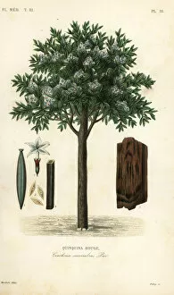Quinine tree, ted cinchona or quina, Cinchona pubescens