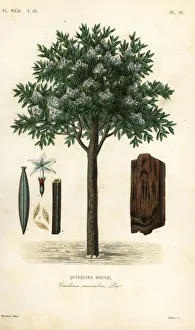 Reveil Collection: Quinine tree, ted cinchona or quina, Cinchona pubescens