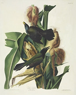 Maize Collection: Quiscalus quiscula, common grackle
