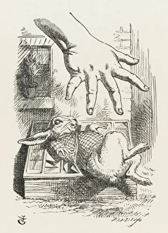 Rabbit in Cucumber Frame
