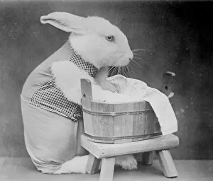Rabbit doing Laundry