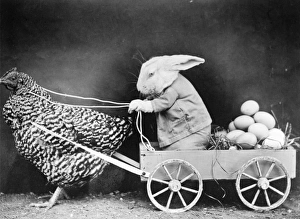 Images Dated 29th March 2012: Rabbit in Hen Cart