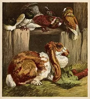 Wildlife Gallery: Rabbit and Pigeons 1860S