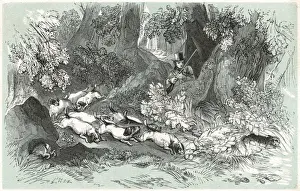 Rabbit Shooting