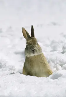 Seasons Prints: Rabbit - in snow