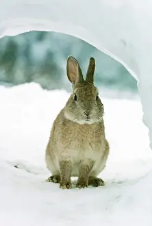 Rabbit in Snow