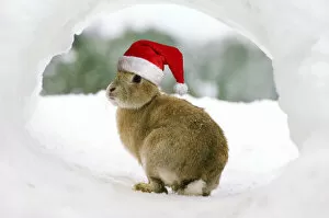 Images Dated 22nd October 2019: Rabbit - in snow wearing Christmas hat