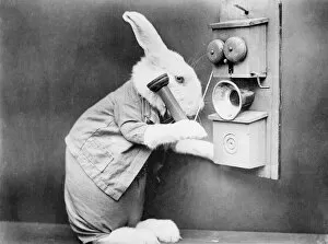 Images Dated 28th March 2012: Rabbiting on the Phone