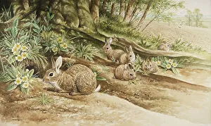 Parry Prints: Rabbits