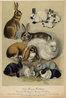 Rabbits Collection: Rabbits & Hares / Lydon
