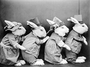 Images Dated 29th March 2012: Rabbits in Hats