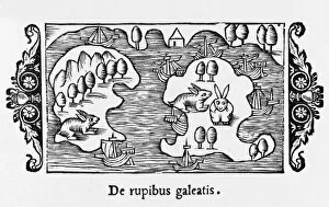 Rabbits Magnus 1555