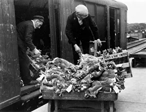 RABBITS FOR MARKET