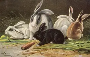 Assortment Prints: Rabbits / Schonian 20C