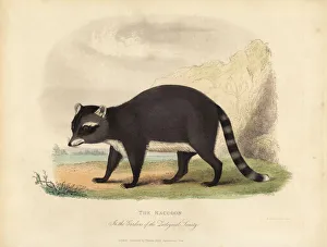 The Raccoon, Procyon lotor