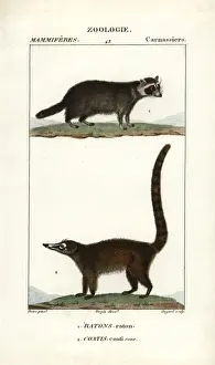 Jeangabrielpretre Prints: Raccoon, Procyon lotor, and South American